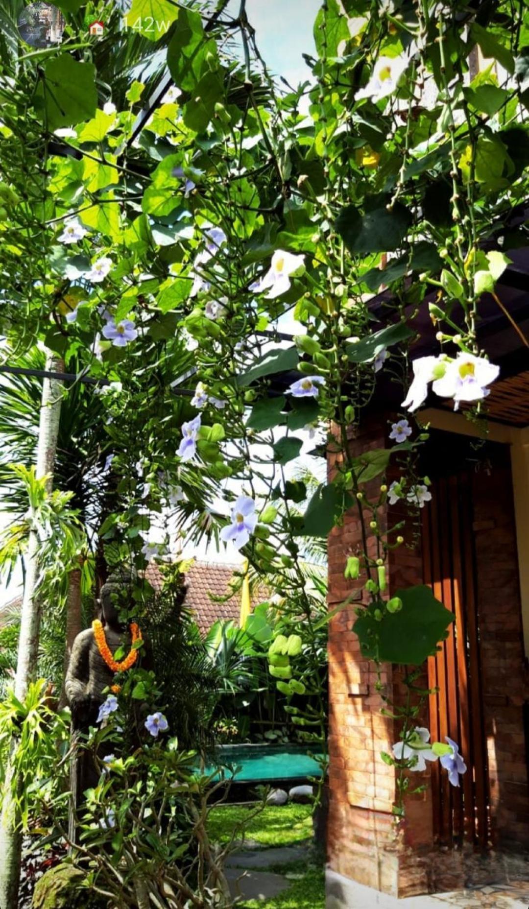 Buda Amitaba Ubud Esterno foto